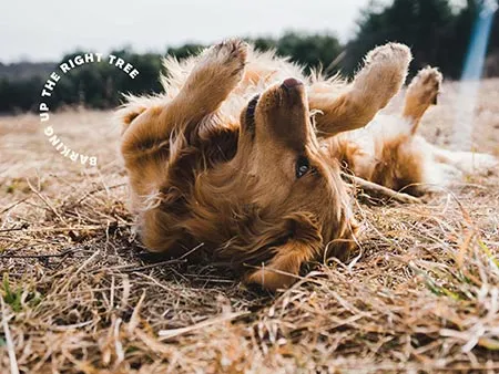 Pet Food Branding Design and Marketing