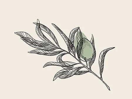 Olive Branding Design and Marketing