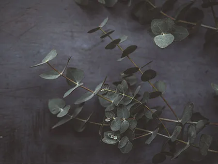 Olive Branding Design and Marketing