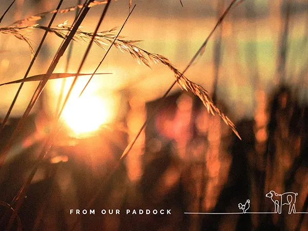 Meat Branding Design and Marketing