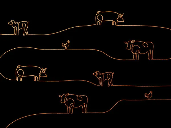 Meat Branding Design and Marketing