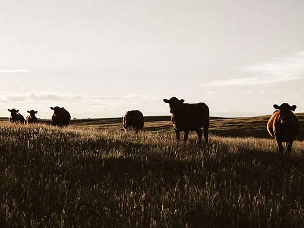 Meat Branding Design and Marketing