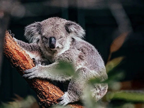 Environmental Branding Design and Marketing