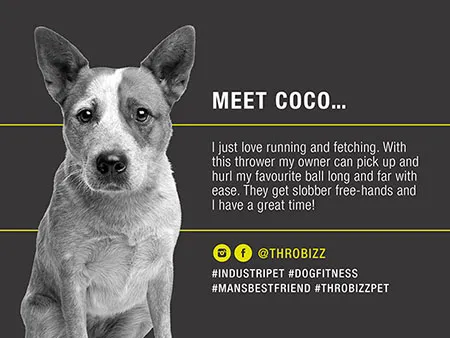 Pet Product Branding Design and Marketing